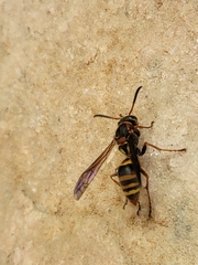 Polistes snelleni
