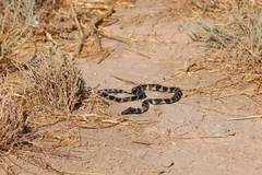 Lampropeltis californiae