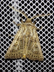 Tholera decimalis
