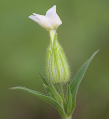 Silene latifolia alba
