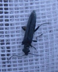 Oedemera lurida