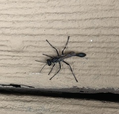 Eremnophila aureonotata