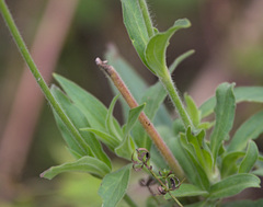 Silene latifolia alba