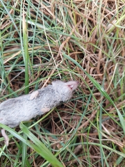 Crocidura suaveolens