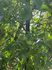 Laurus nobilis