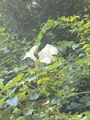 Convolvulaceae