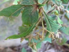 Rhynchotechum discolor