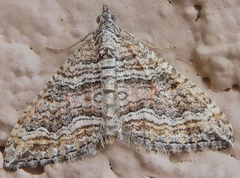 Perizoma custodiata