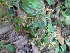 Rhynchotechum discolor