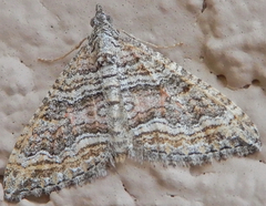 Perizoma custodiata