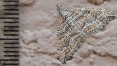 Perizoma custodiata