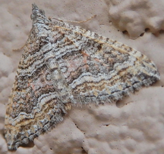 Perizoma custodiata