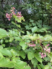 Viburnum cassinoides