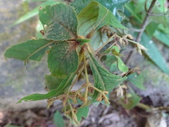 Rhynchotechum discolor