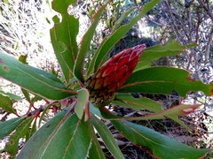 Protea obtusifolia