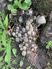 Coprinopsis variegata