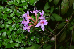 Rhododendron rivulare