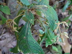 Rhynchotechum discolor