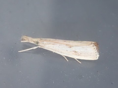 Agriphila
