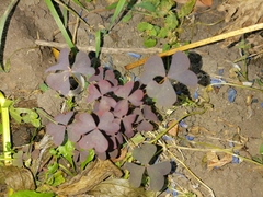 Oxalis stricta rufa