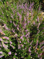 Calluna vulgaris