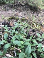 Veronica officinalis