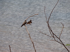 Stelgidopteryx ruficollis