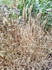Polypogon monspeliensis