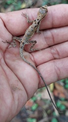 Anolis scypheus