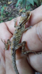 Anolis scypheus