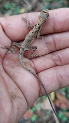 Anolis scypheus