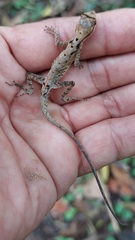 Anolis scypheus