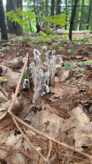 Monotropa uniflora