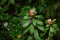 Rhododendron rivulare