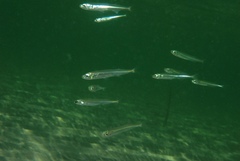 Atherinosoma microstoma