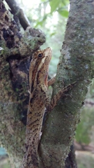 Anolis scypheus