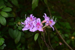 Rhododendron rivulare