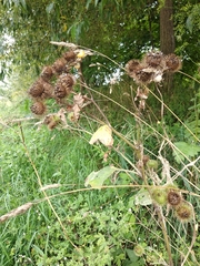 Arctium × nothum