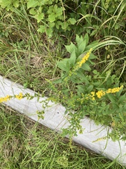 Solidago