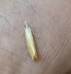 Scirpophaga