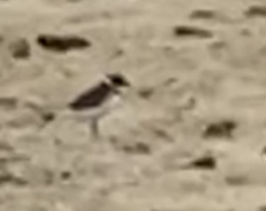 Charadrius semipalmatus