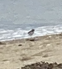 Charadrius semipalmatus