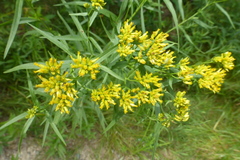 Euthamia graminifolia