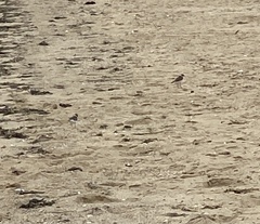 Charadrius semipalmatus