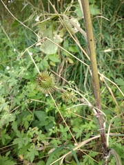 Arctium × nothum