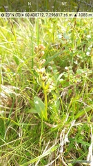 Dactylorhiza viridis