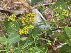 Euthamia graminifolia