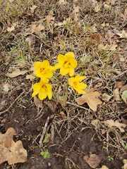 Zephyranthes tubispatha