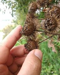 Arctium × nothum