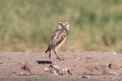 Athene cunicularia